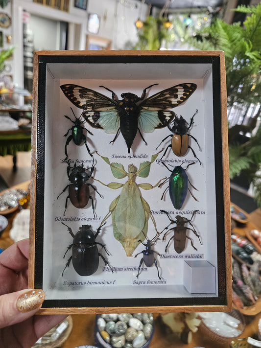 Framed Insect Variety