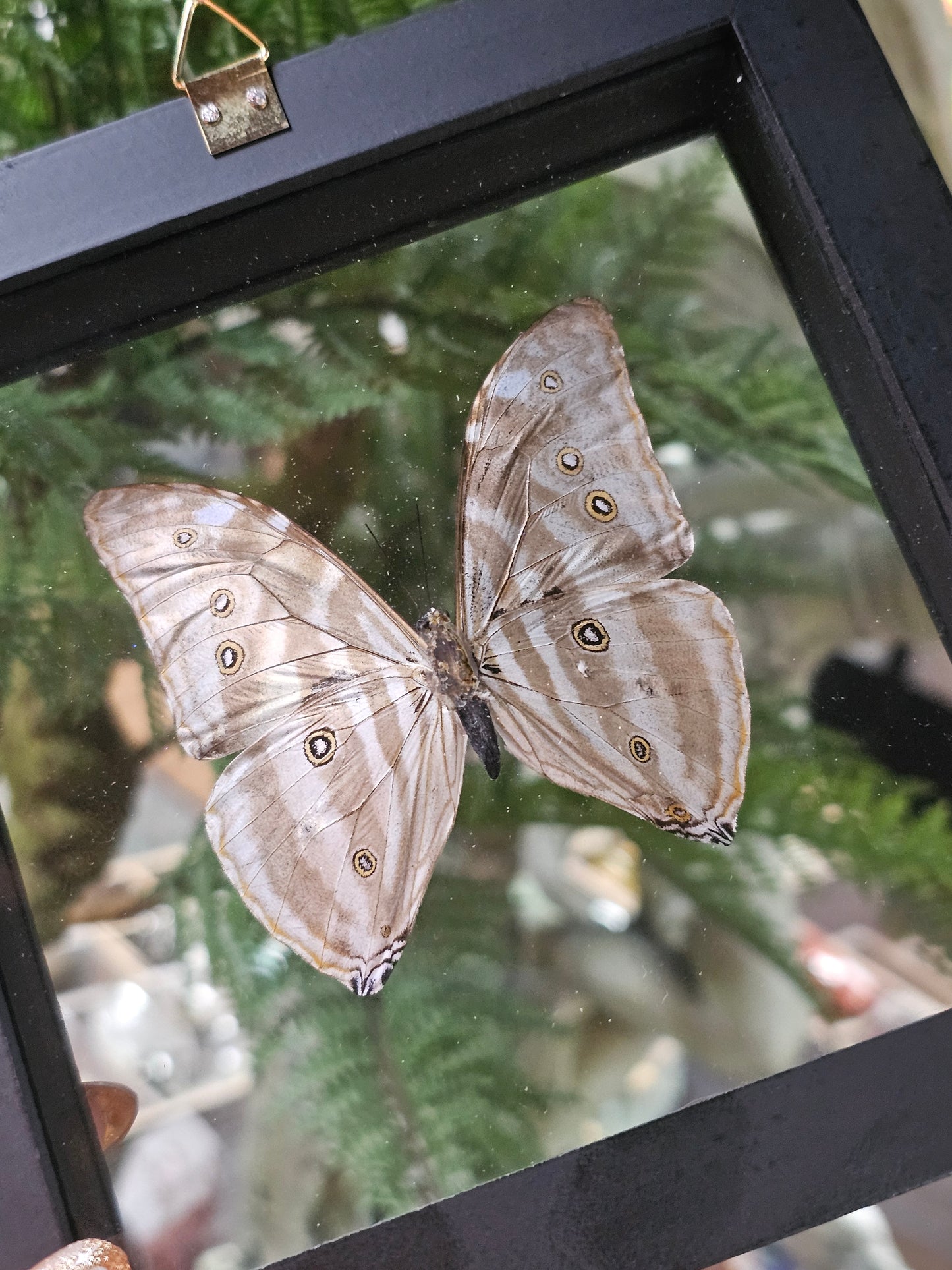 Frame Morpho Butterfly