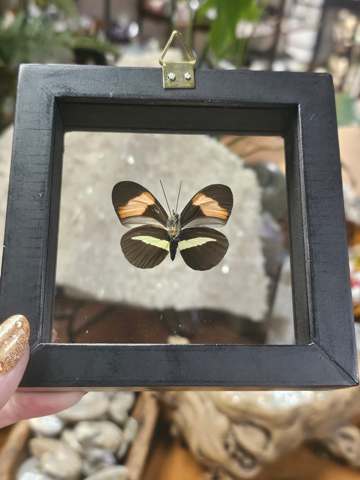 Framed Red Postman Butterfly