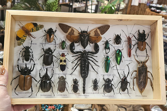Framed Insect Variety