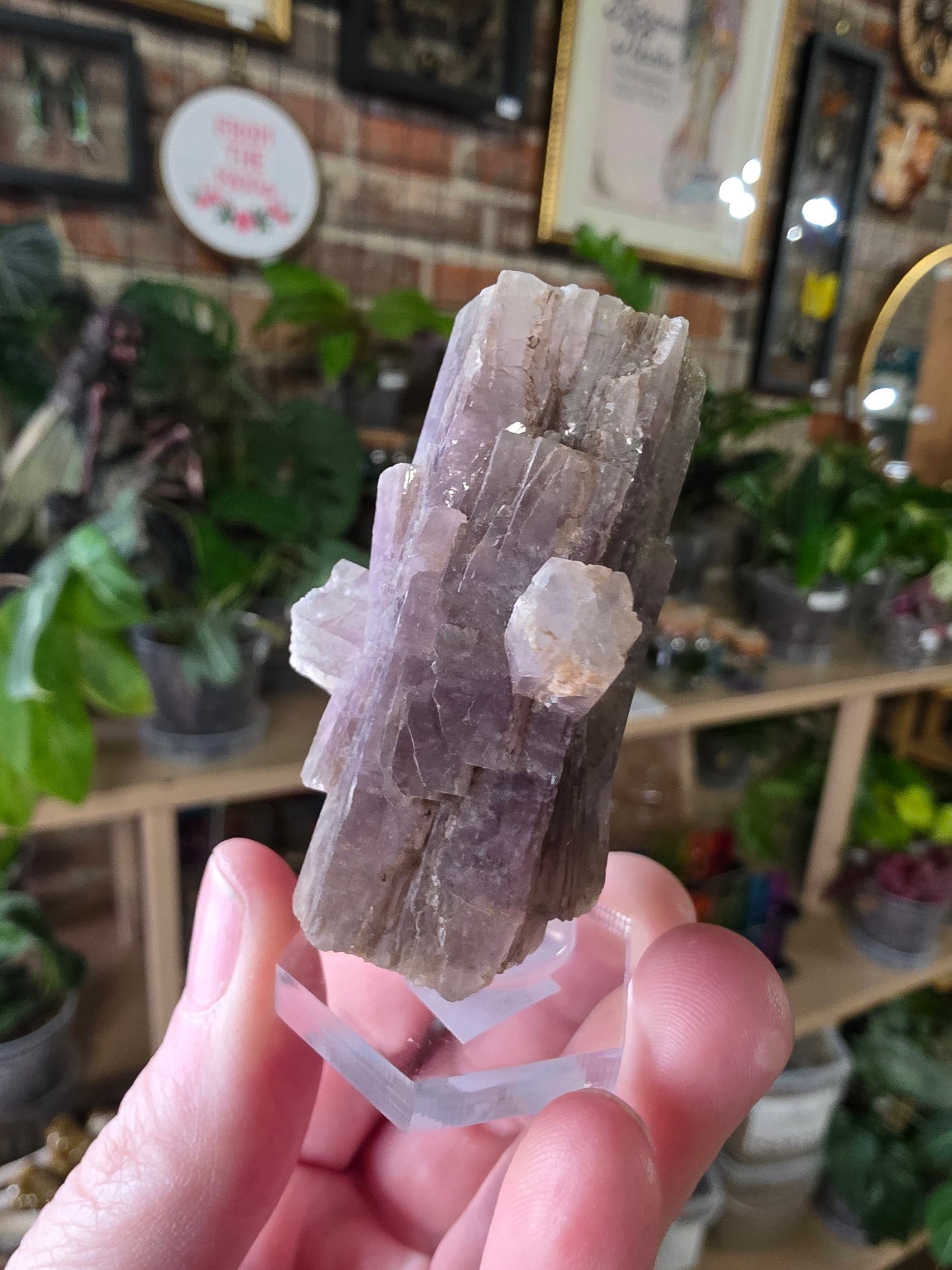 Purple Aragonite