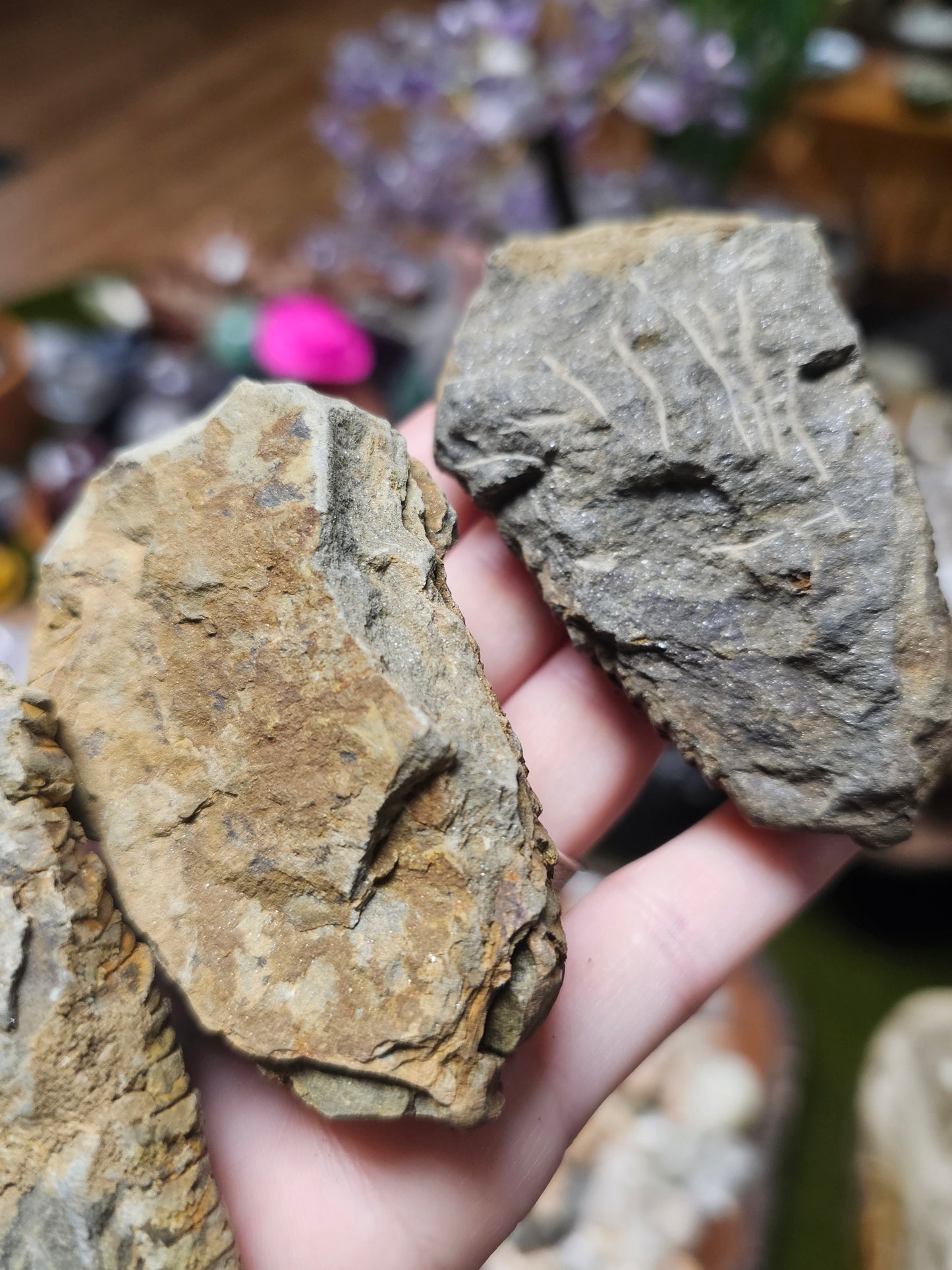 Trilobite Fossil