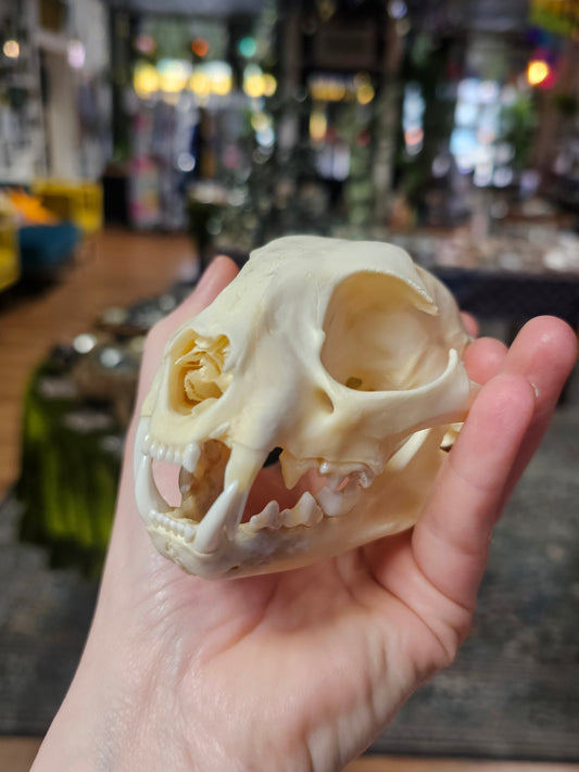 Bobcat Skull Specimen