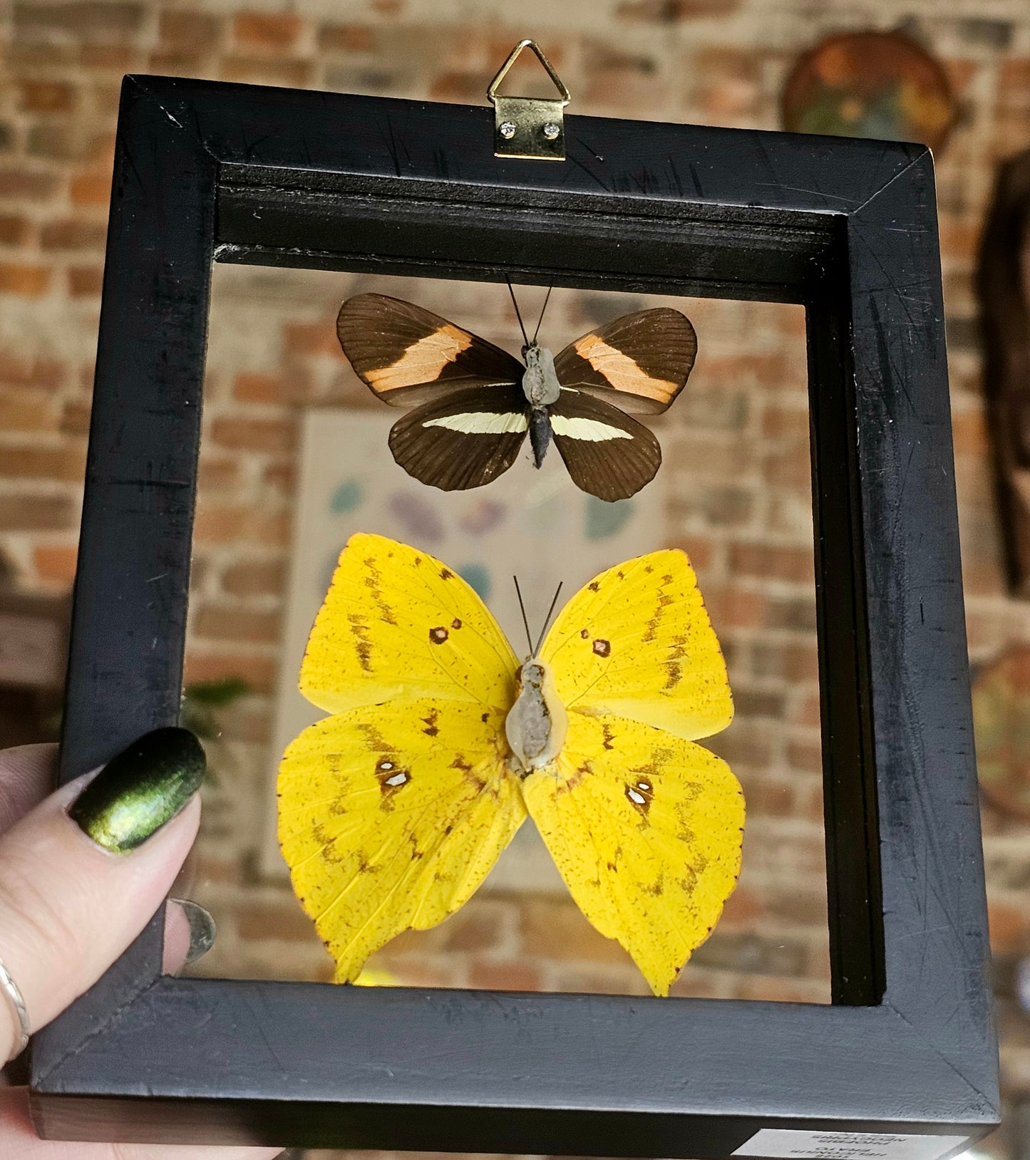 Framed Butterflies