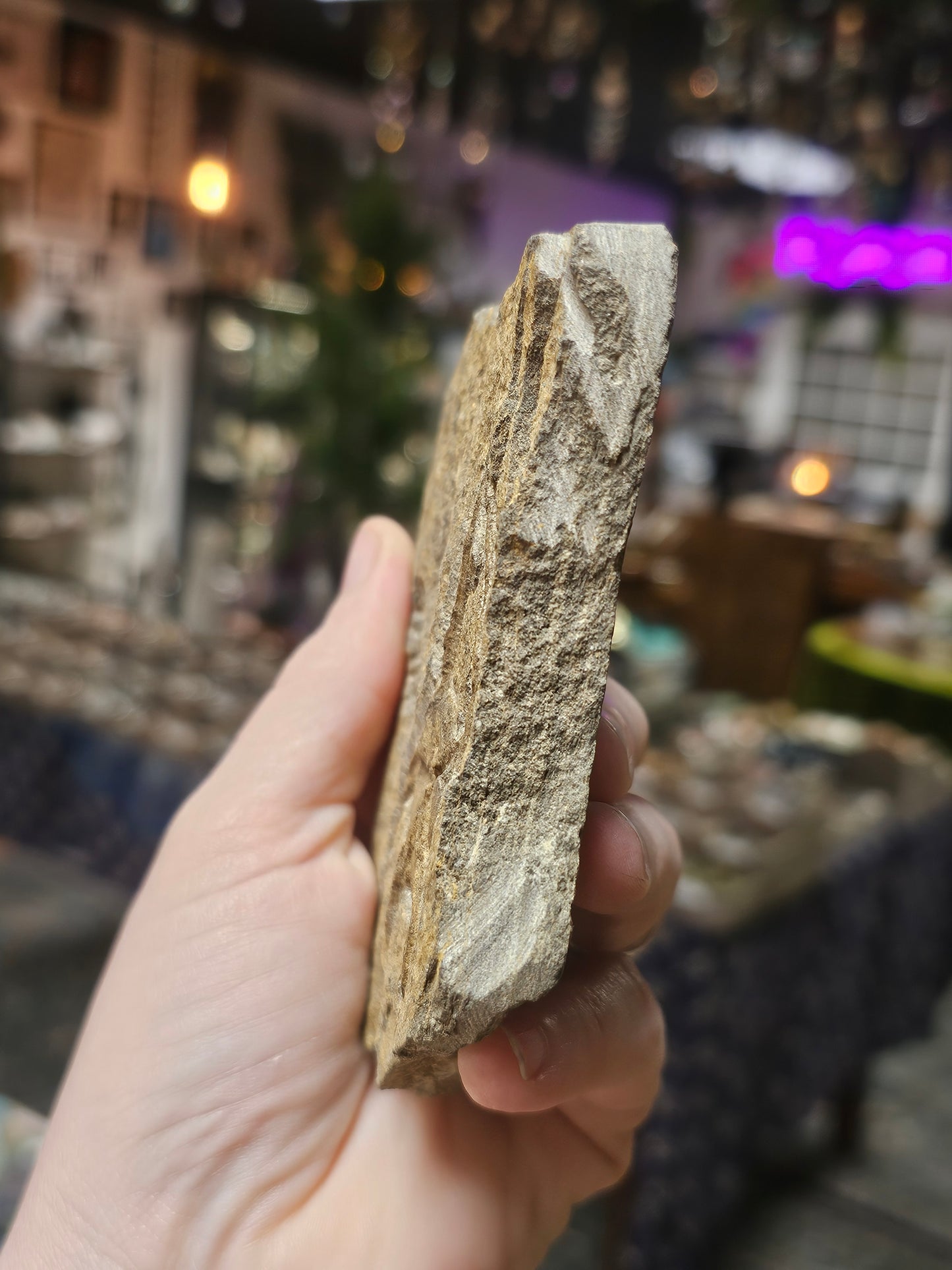 Starfish Fossil