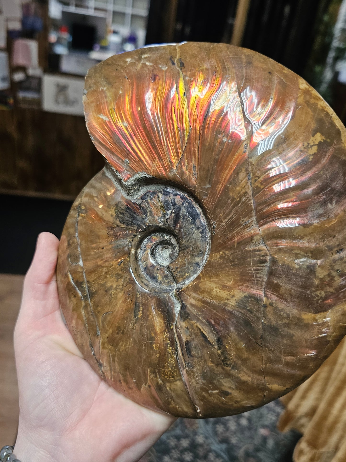 Irredescent Ammonite