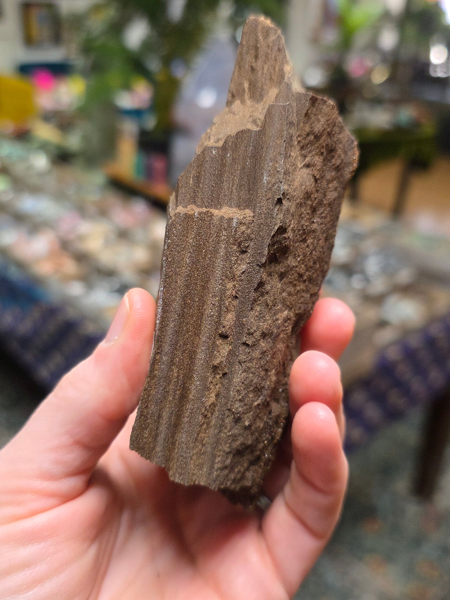Permineralized Wood