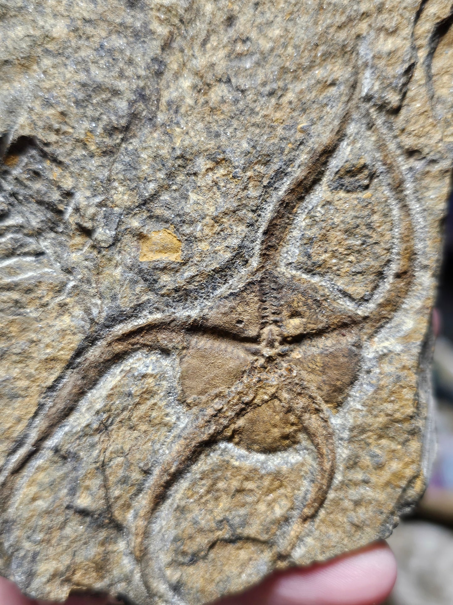 Starfish Fossil