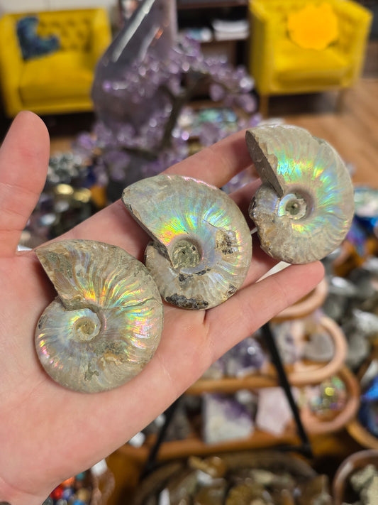 Irridescent Ammonite from Madagascar