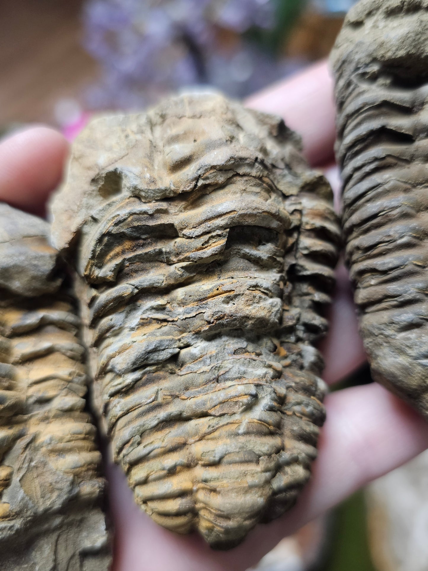 Trilobite Fossil