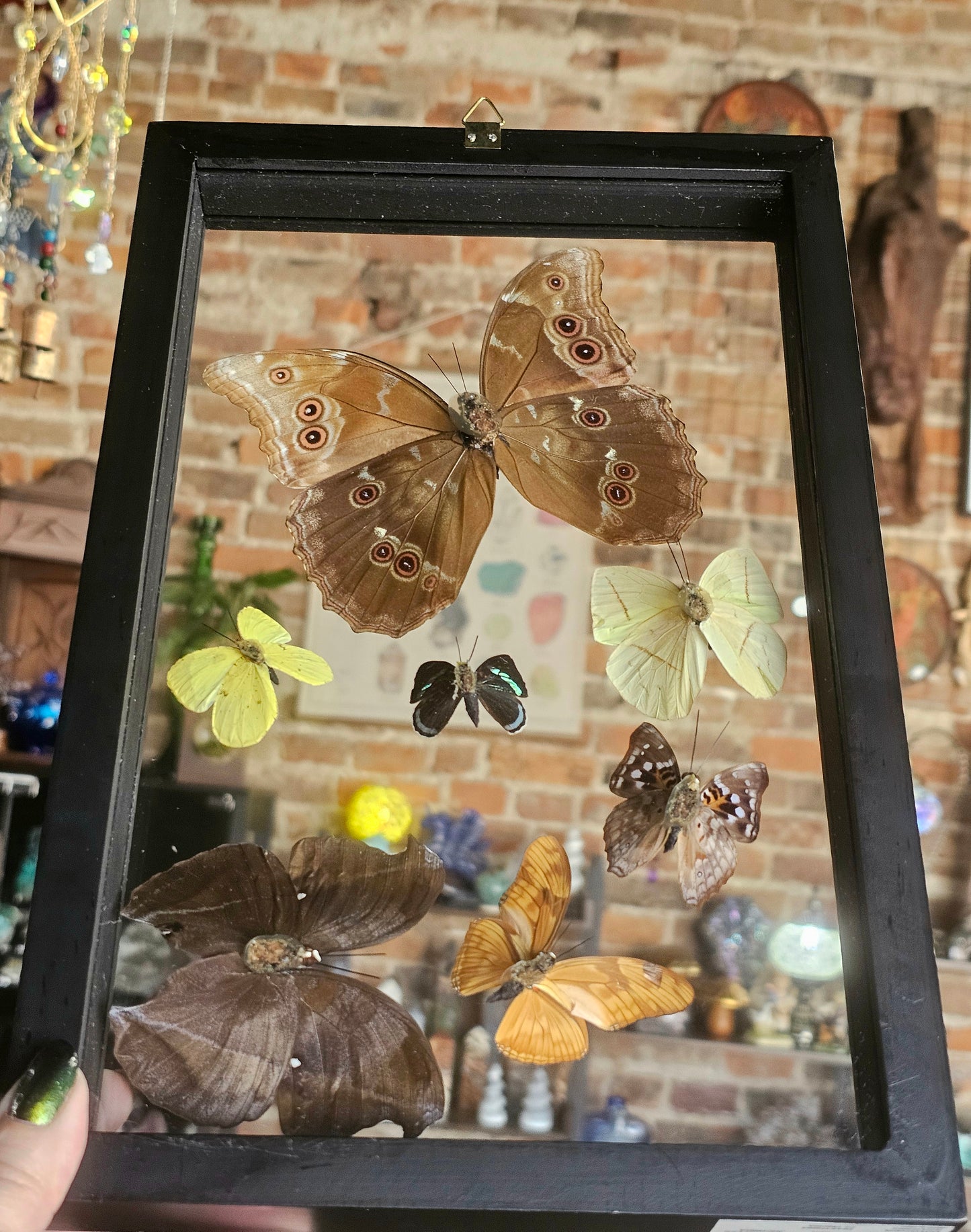 Framed Butterfly Variety