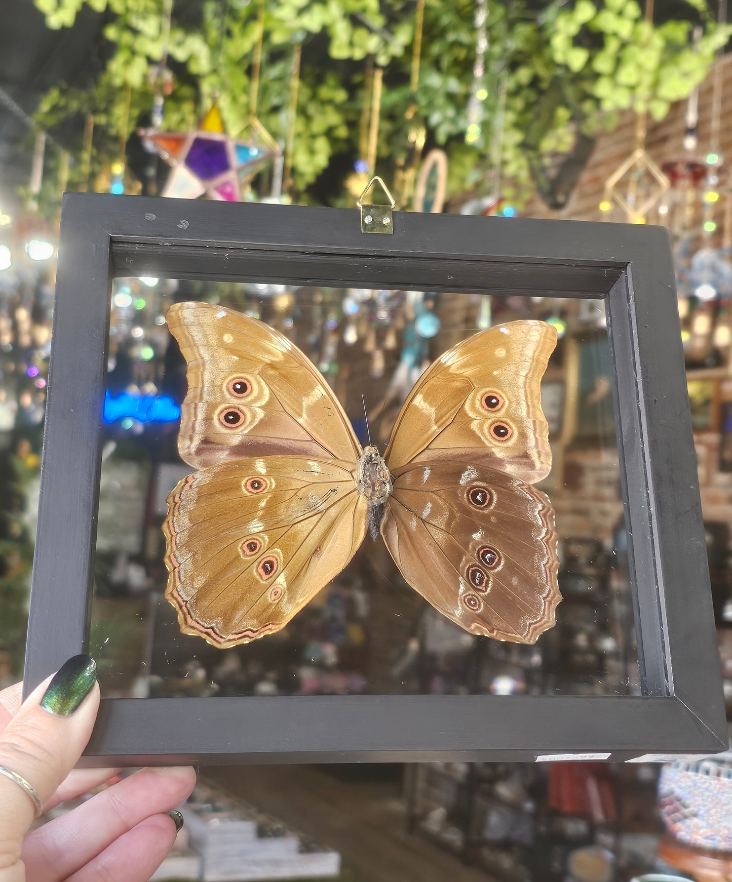 Framed Morpho