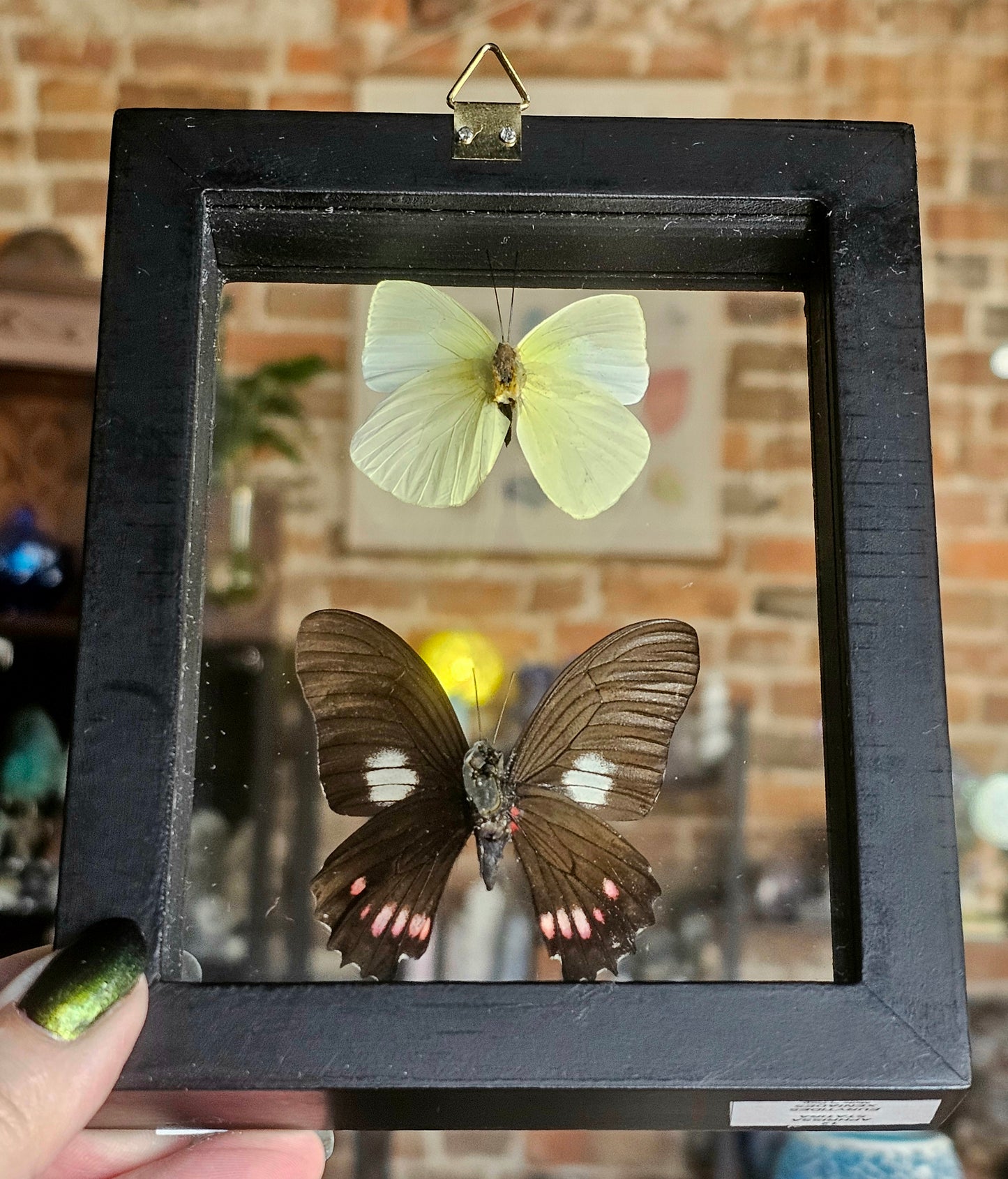Framed Butterflies