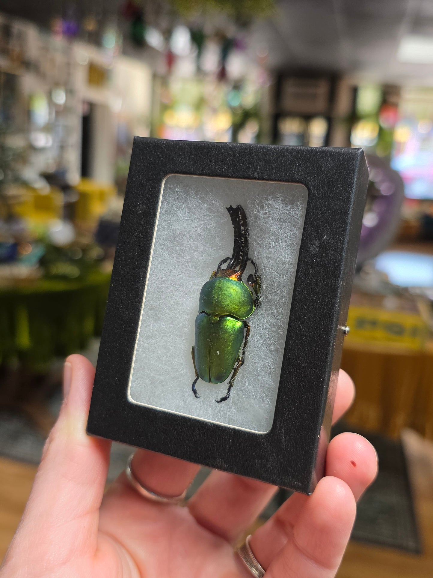 Arfak Stag Beetle Specimen