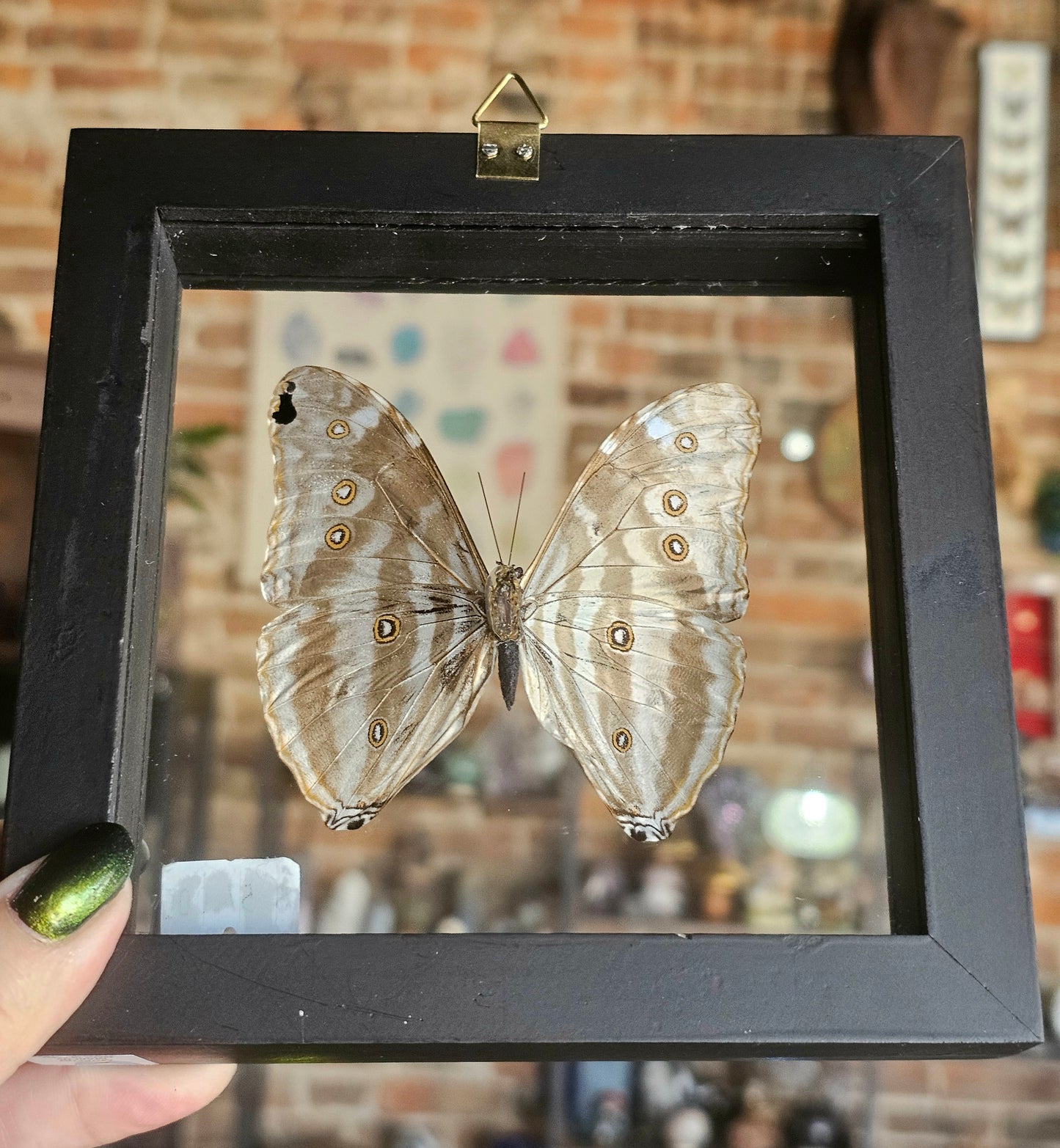 Framed Morpho