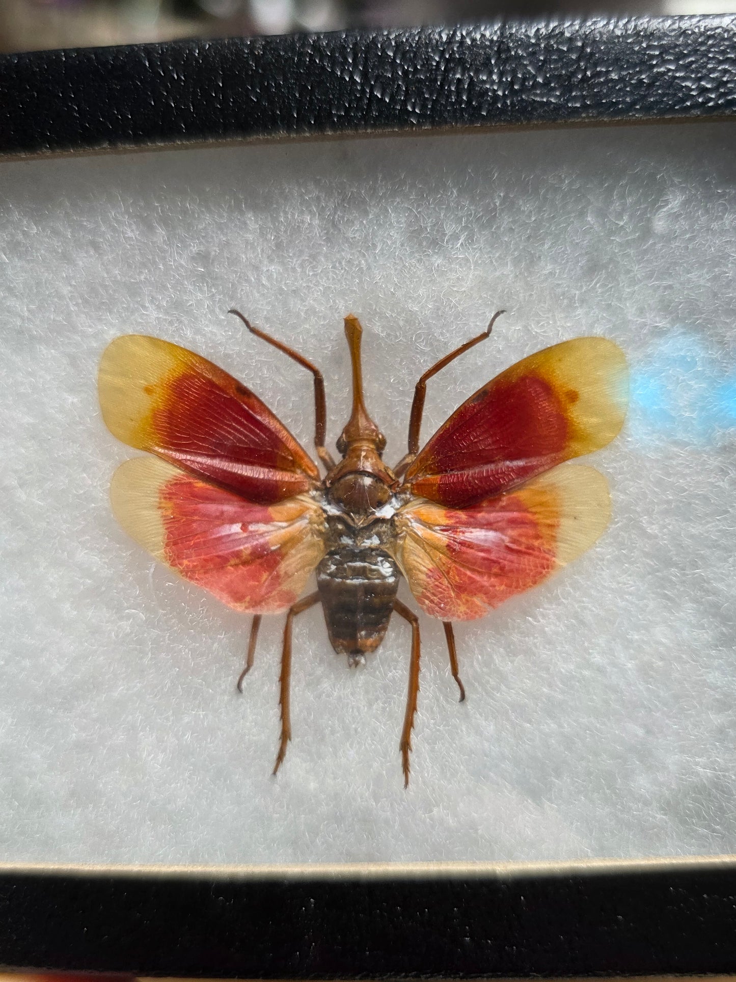 Blood Red Lantern Fly Specimen