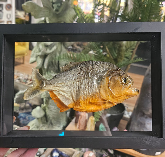 Framed Red- Bellied Piranha