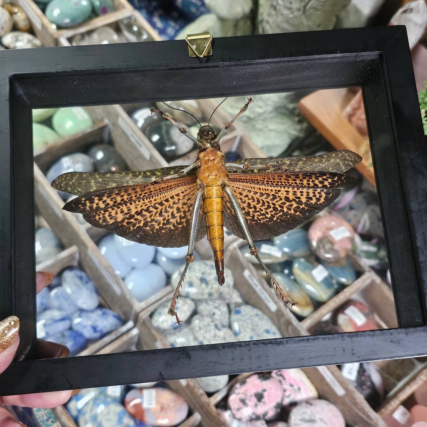 Framed Giant Red-winged Grasshopper