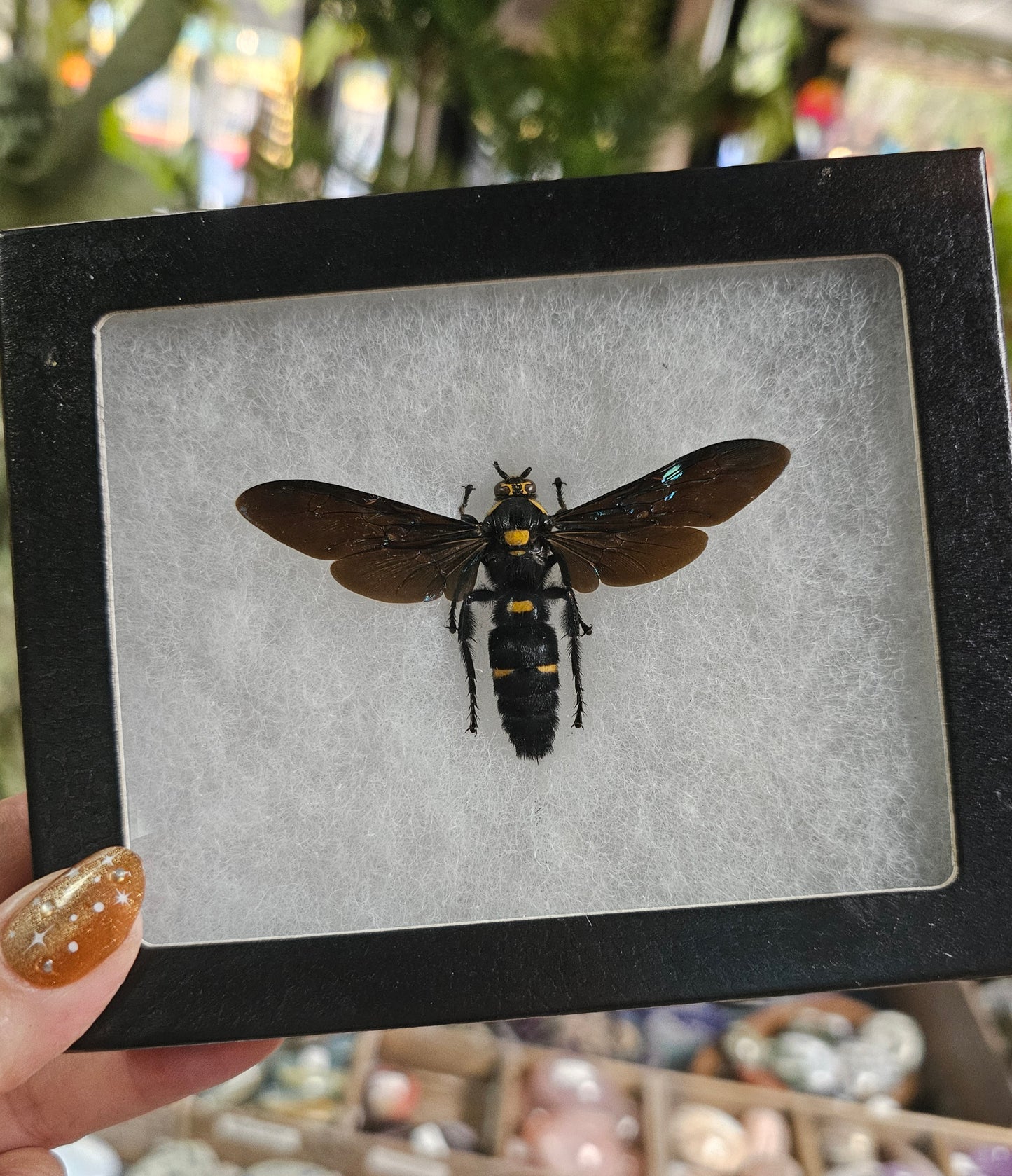 Framed Giant Scoliid Wasp