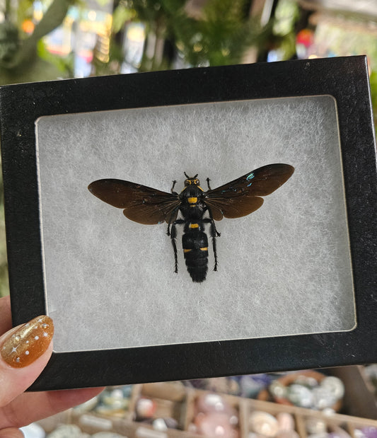 Framed Giant Scoliid Wasp