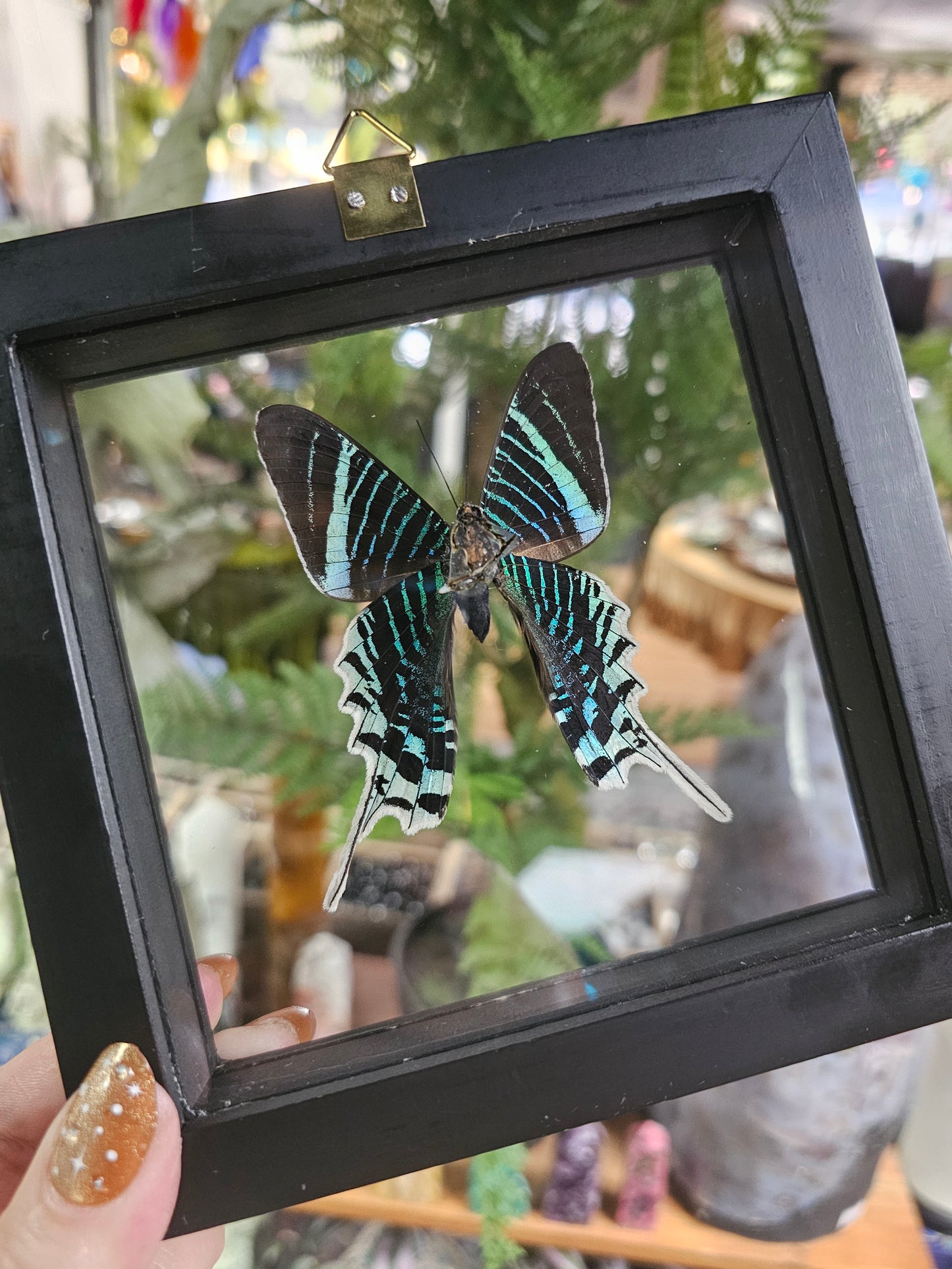 Framed Green-Banded Urania