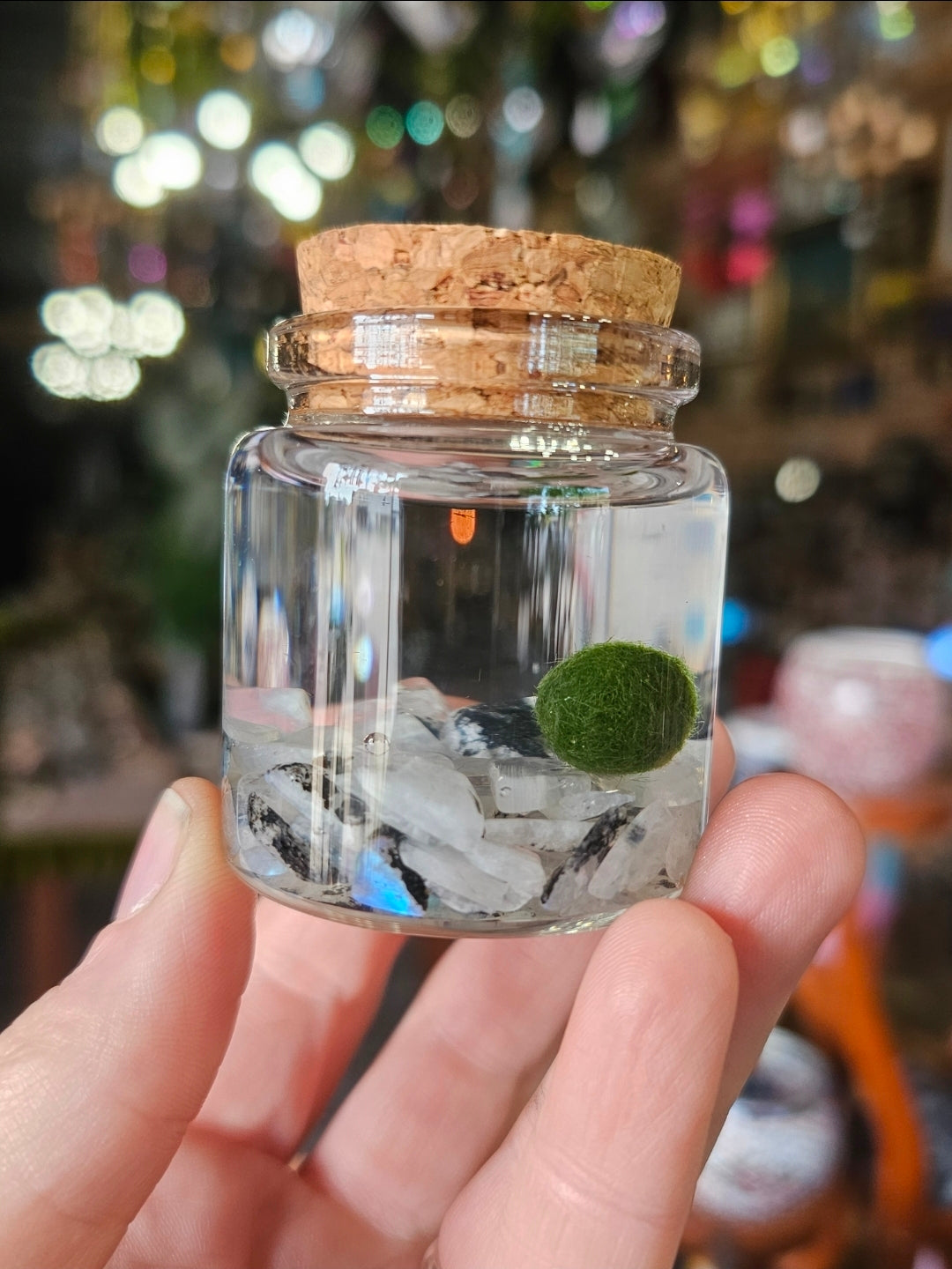 Small Marimo Moss Ball