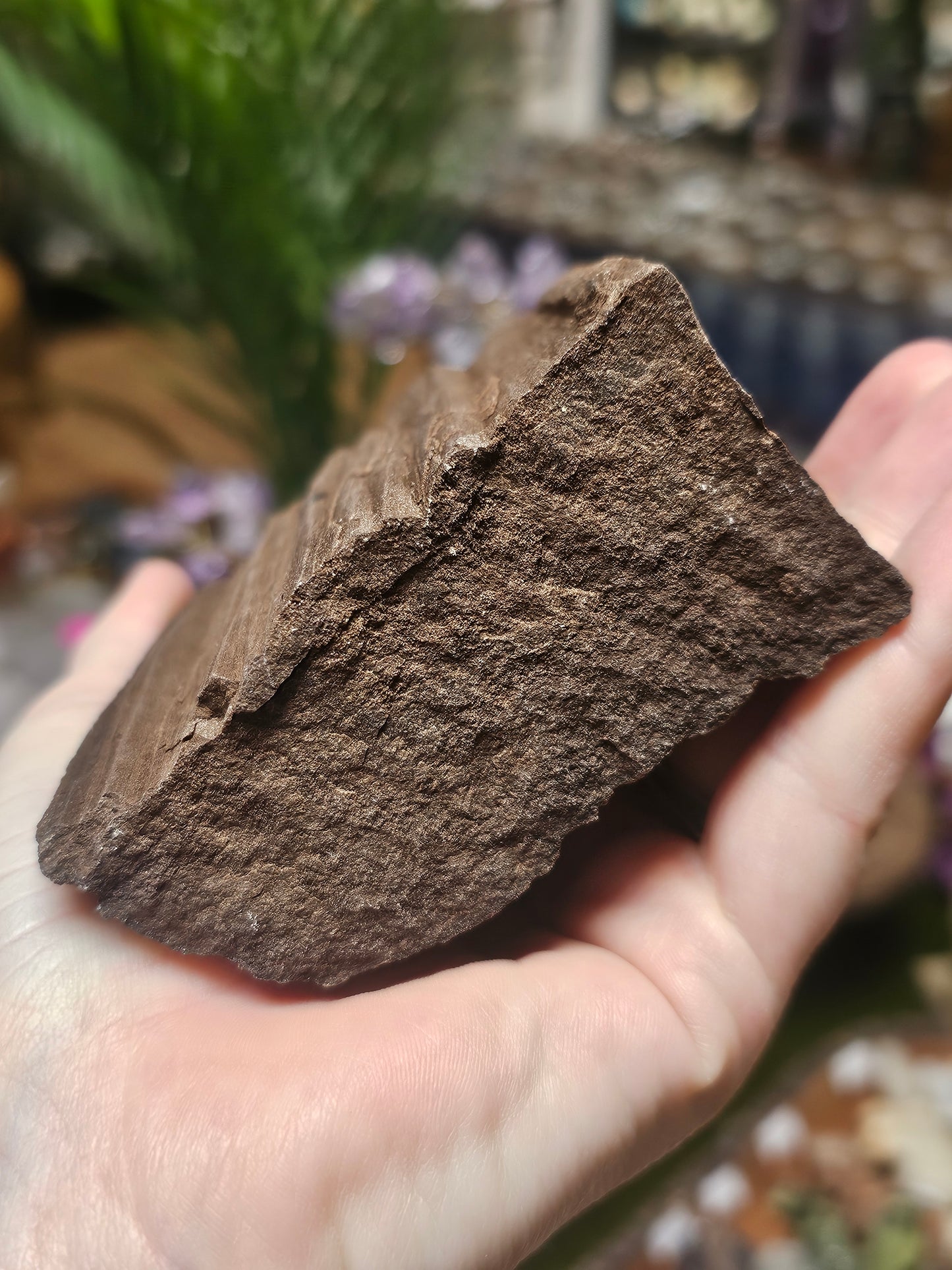 Permineralized Wood
