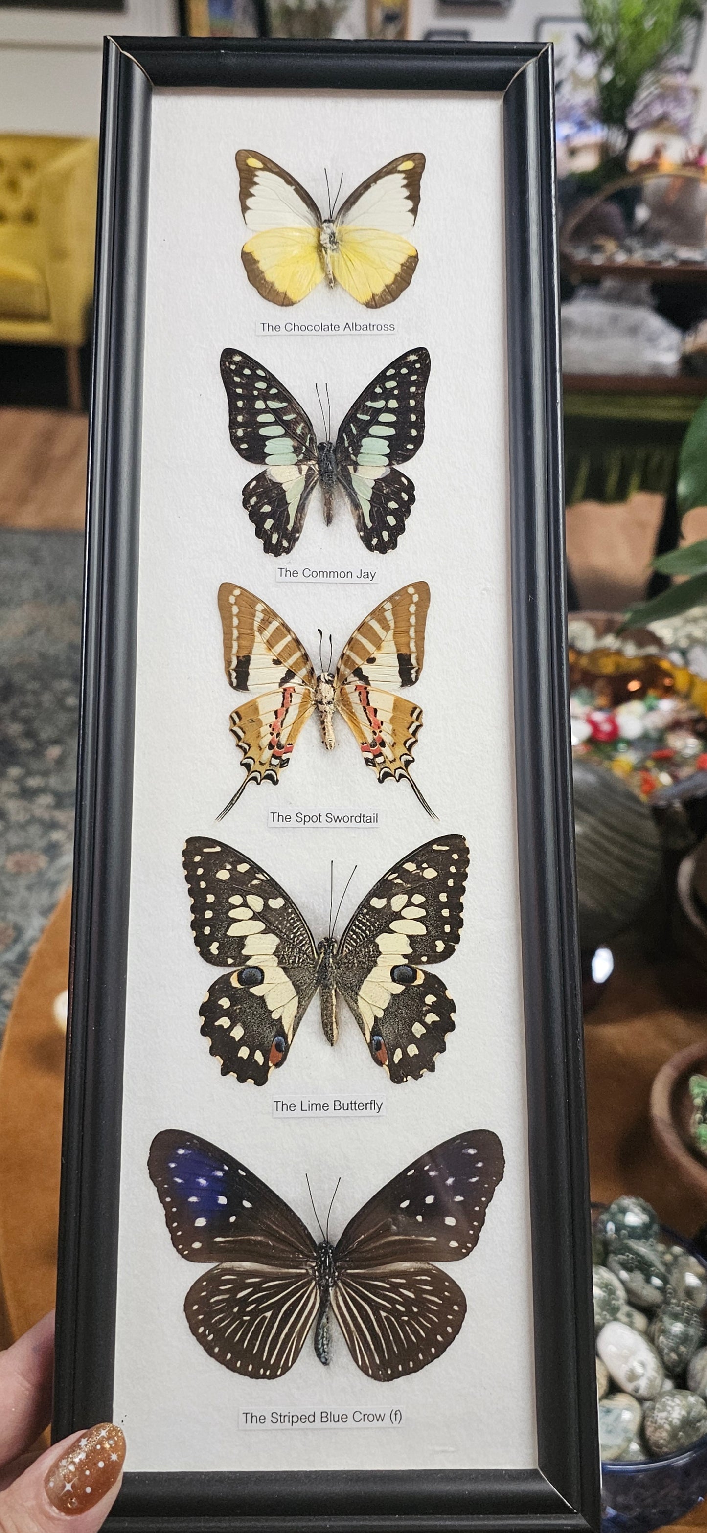 Framed Butterfly Variety