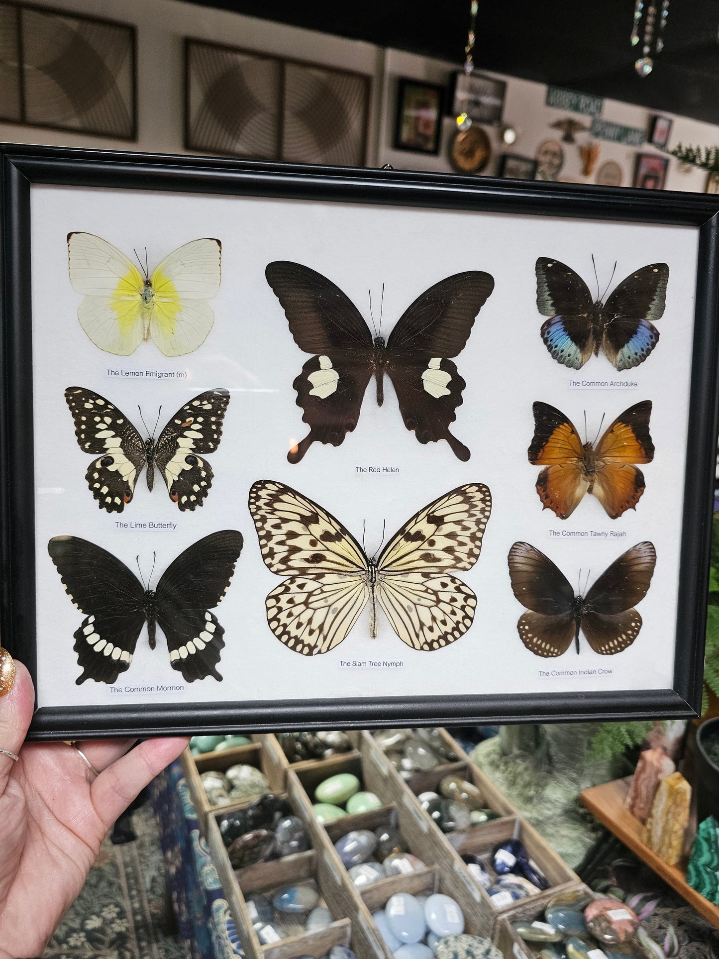 Framed Butterfly Variety