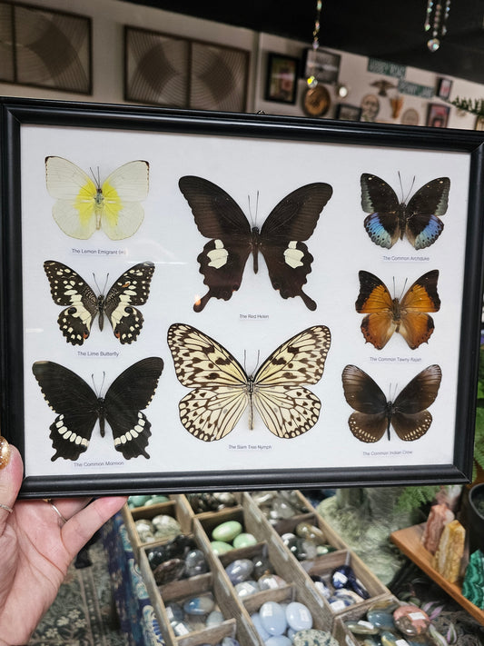 Framed Butterfly Variety