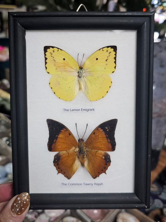 Framed Butterfly Variety