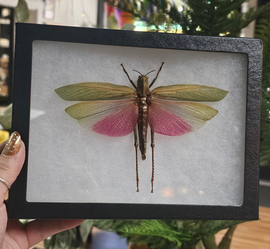 Framed Pink Winged Grasshopper