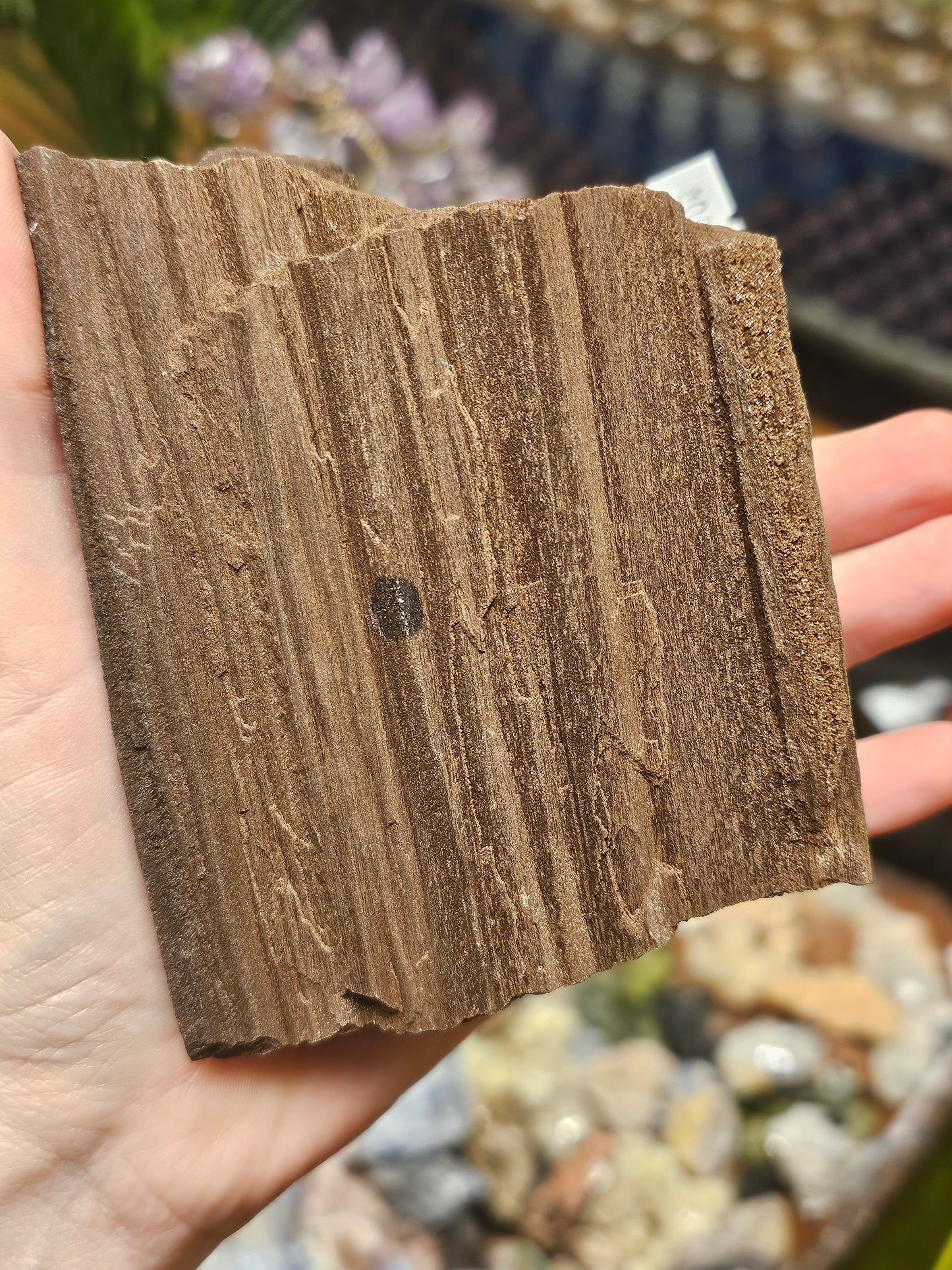 Permineralized Wood