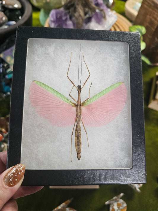 Framed Pink Winged Flying Stick Bug