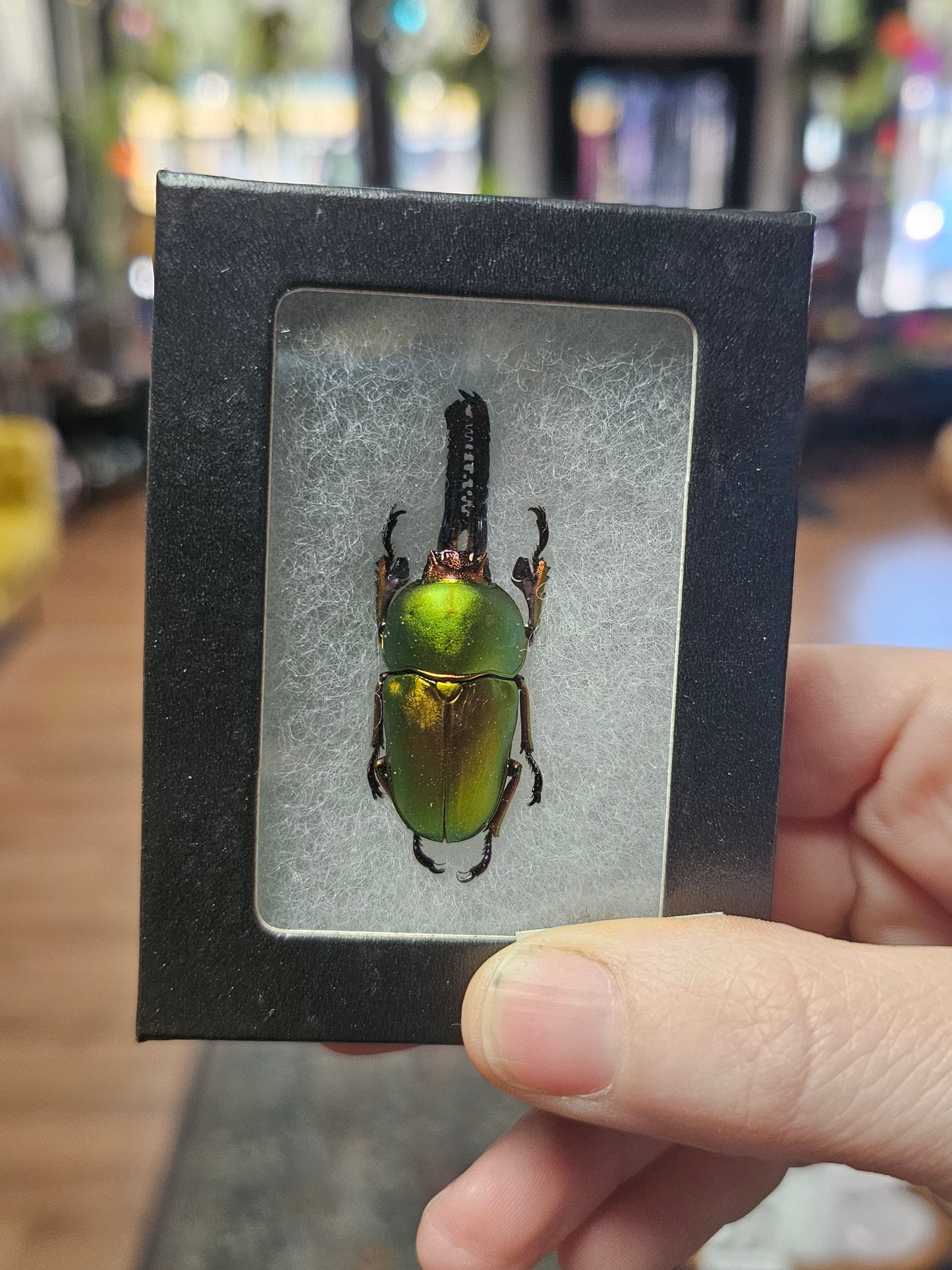 Arfak Stag Beetle