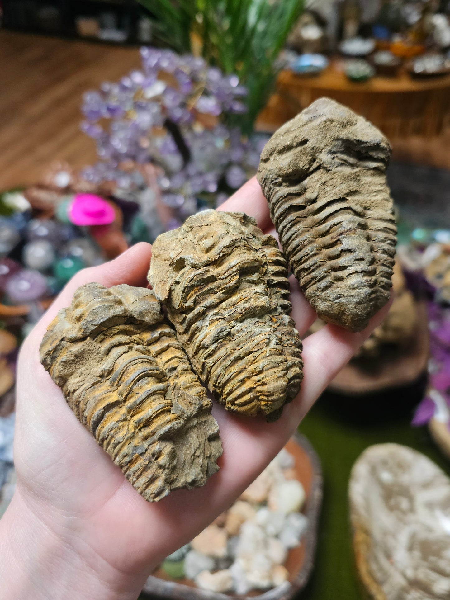 Trilobite Fossil