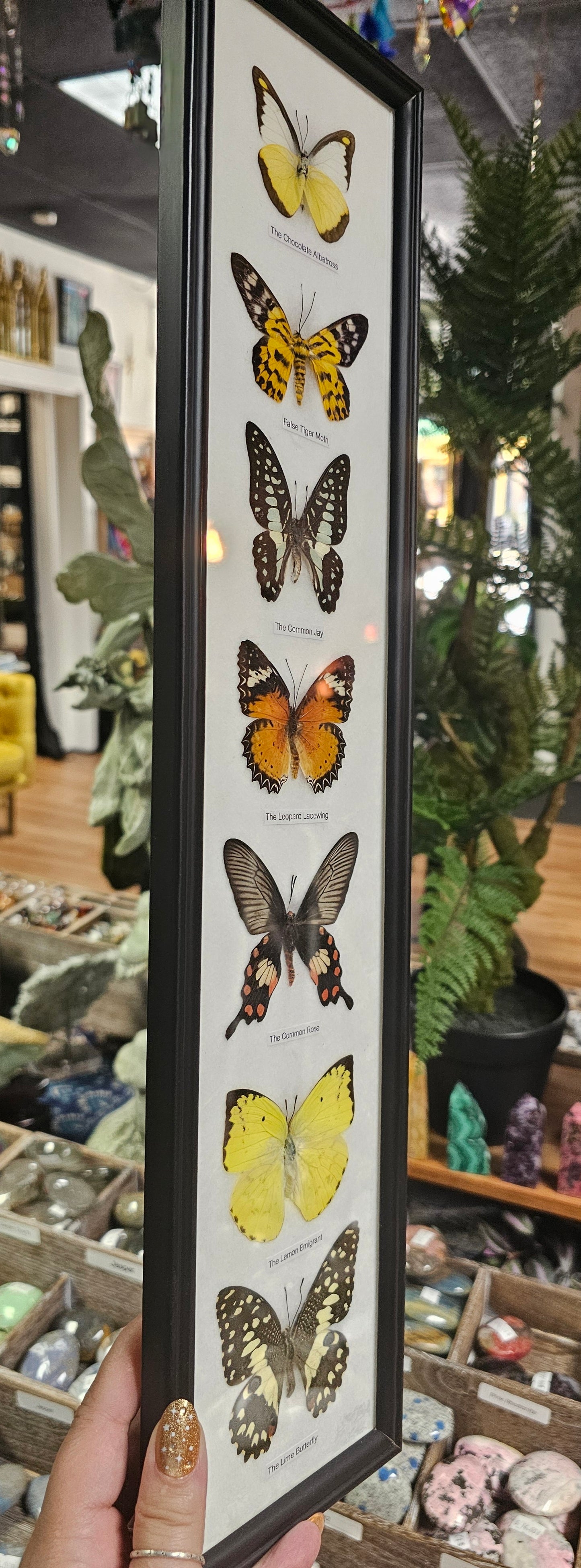 Framed Butterfly Variety