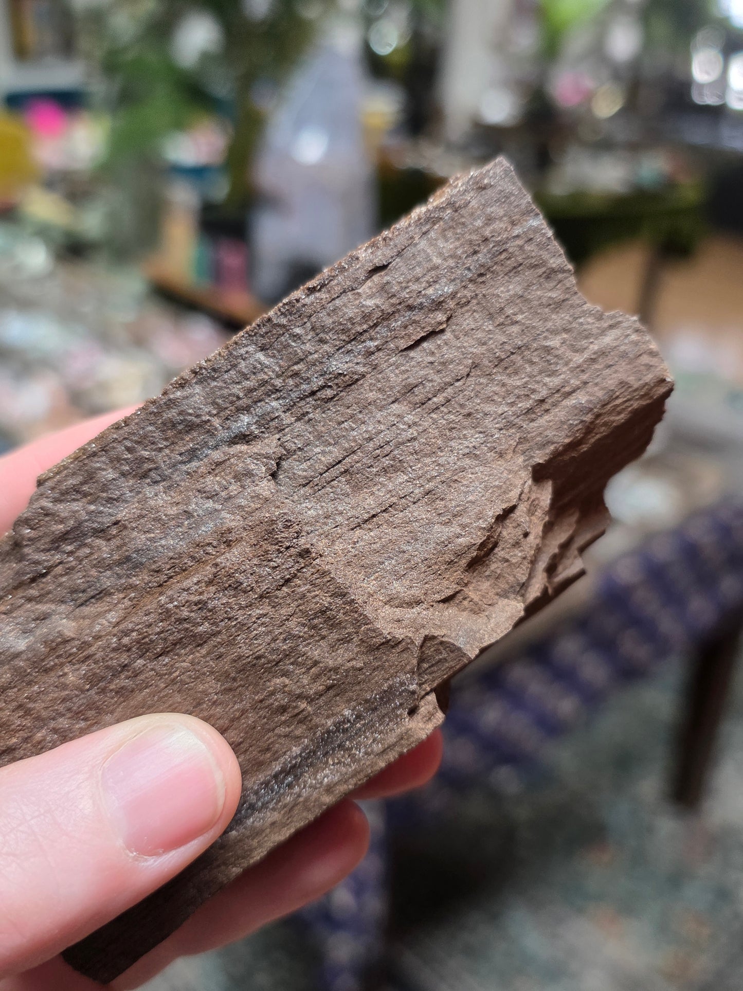 Permineralized Wood