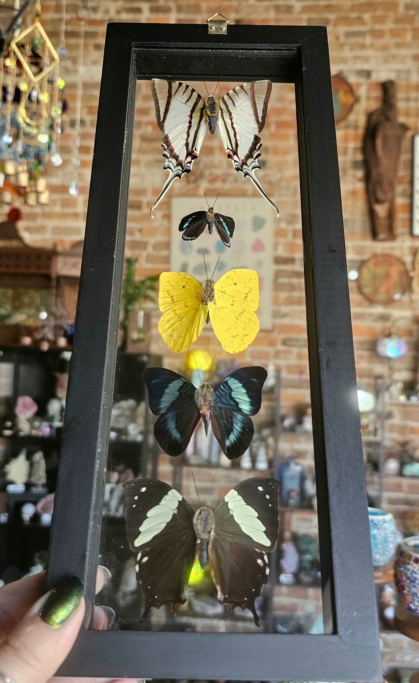 Framed Butterfly Variety