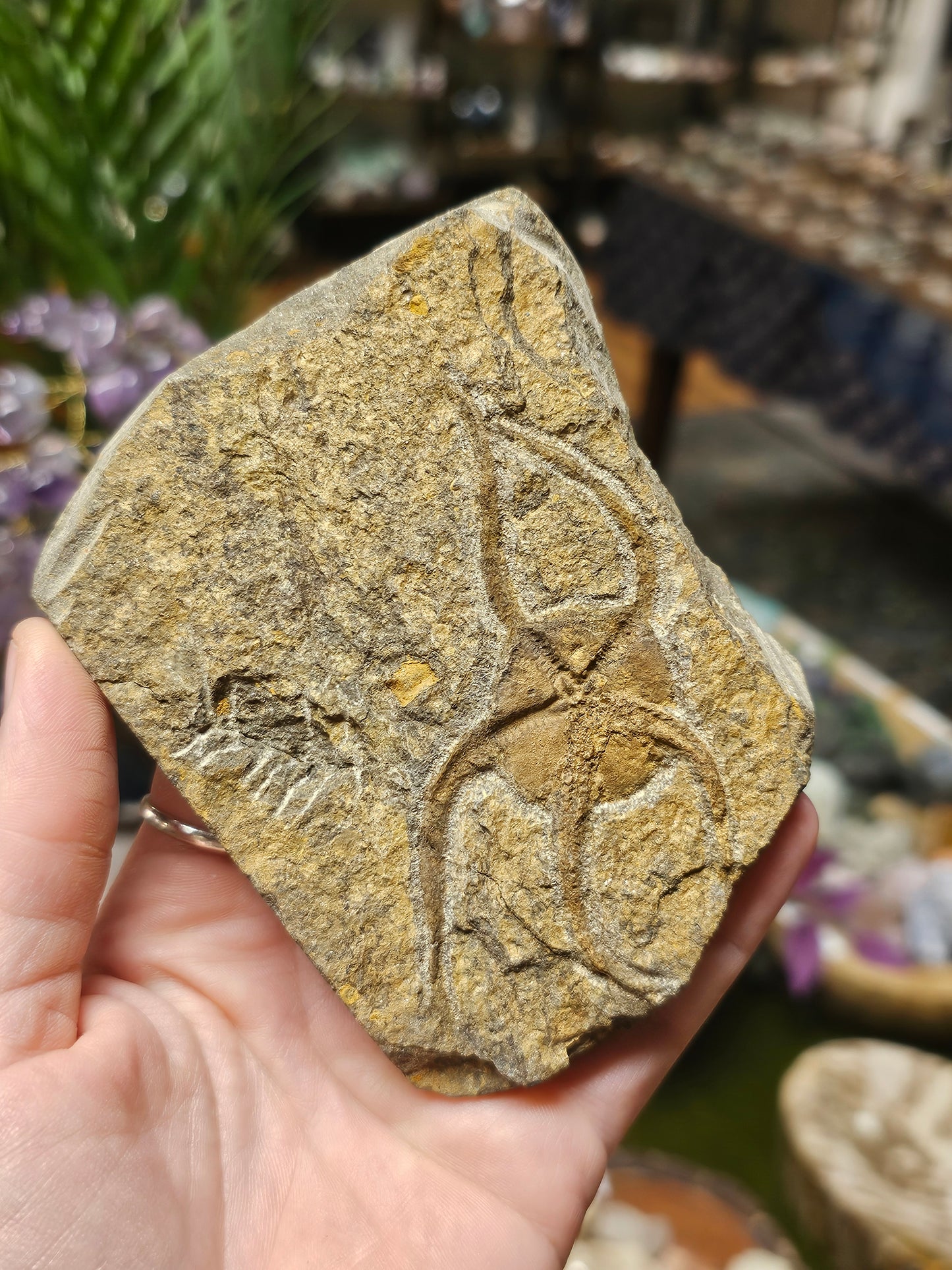 Starfish Fossil