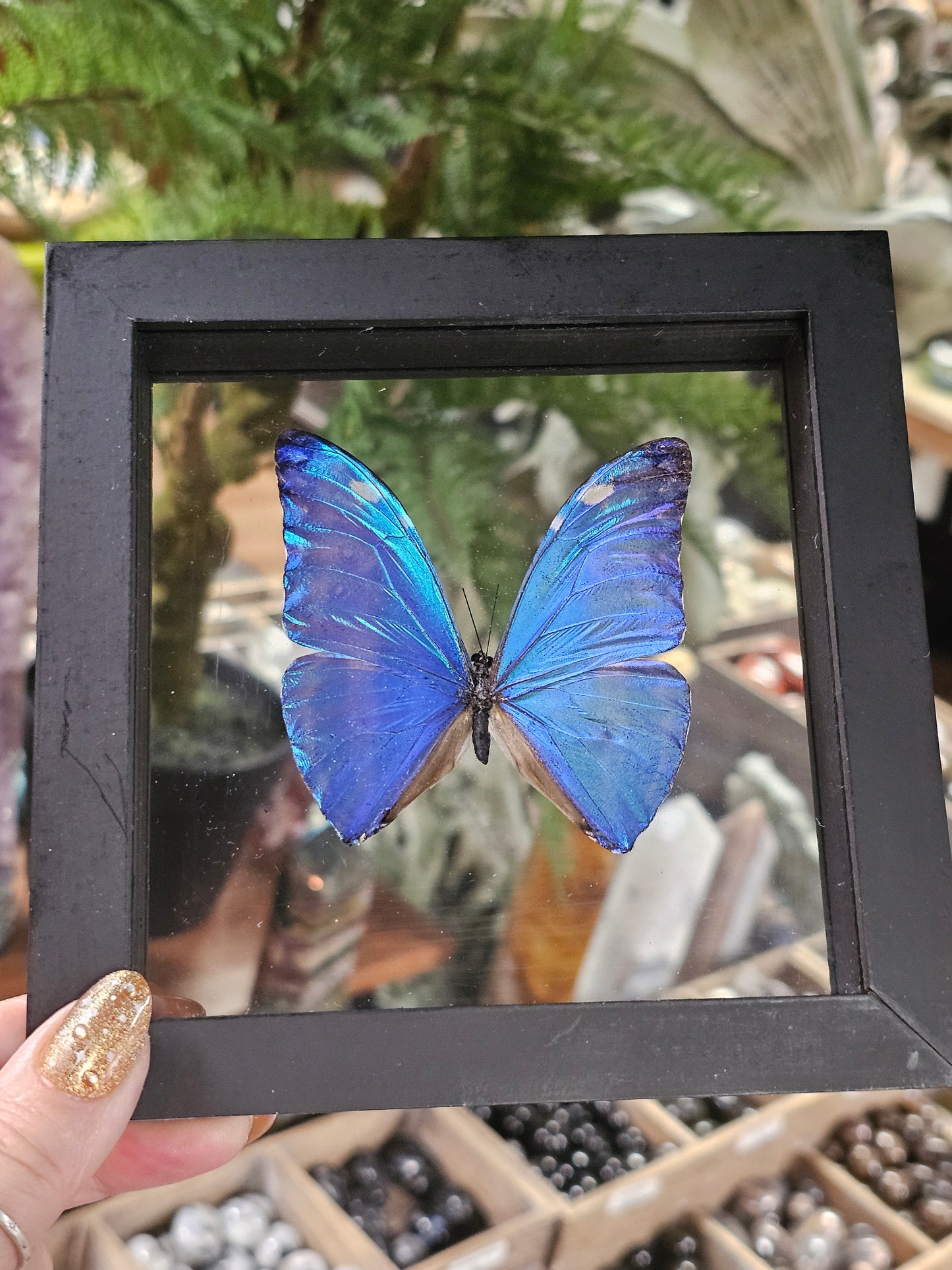 Frame Morpho Butterfly