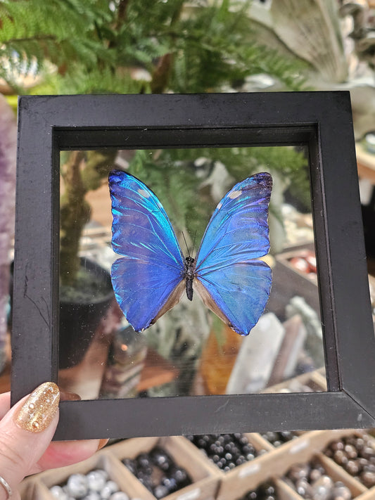 Frame Morpho Butterfly