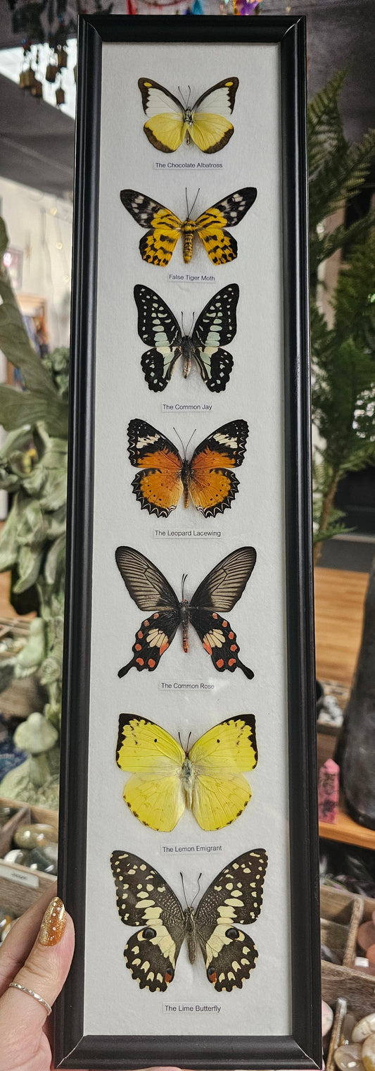 Framed Butterfly Variety