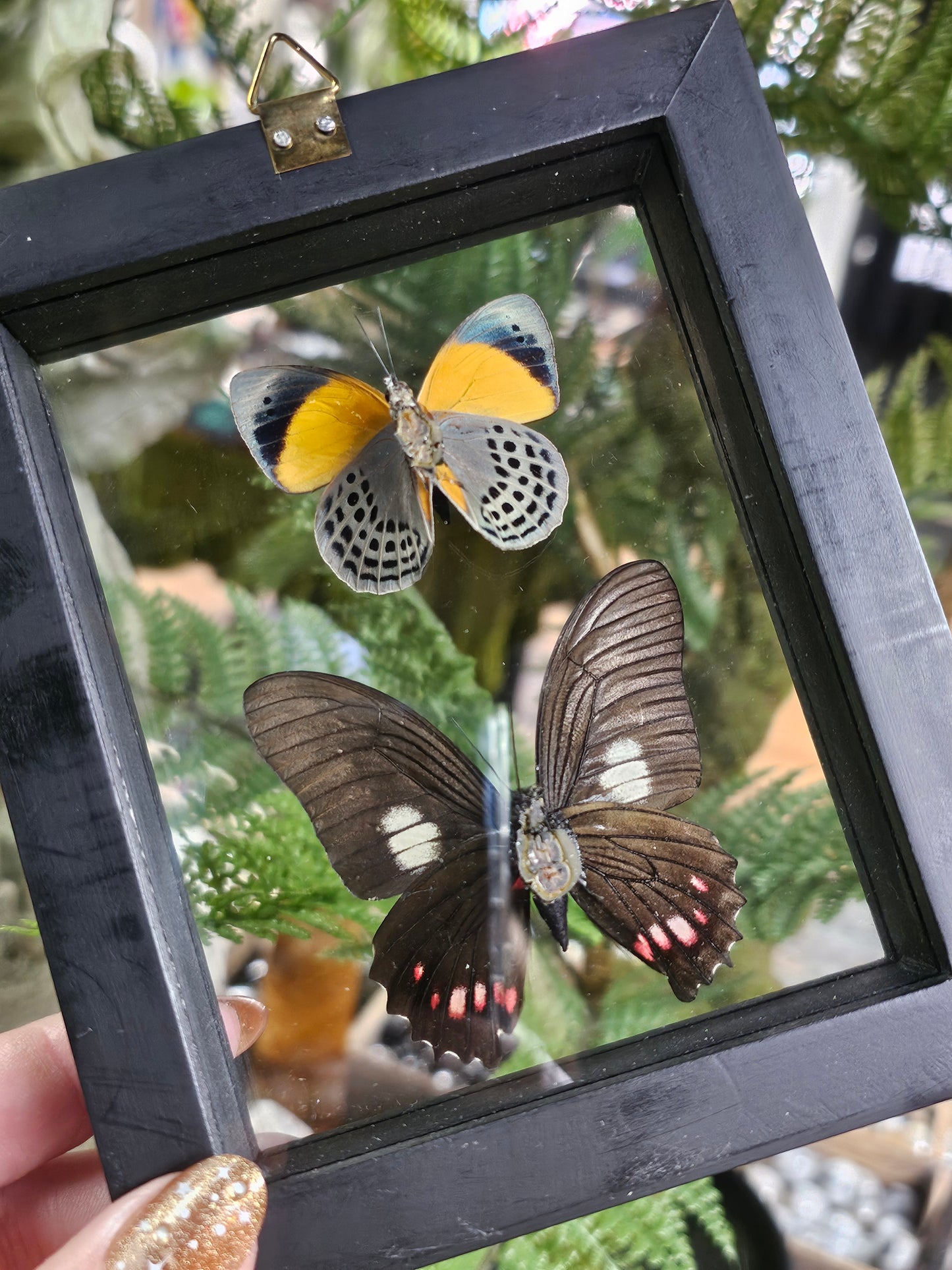 Framed Butterfly Variety
