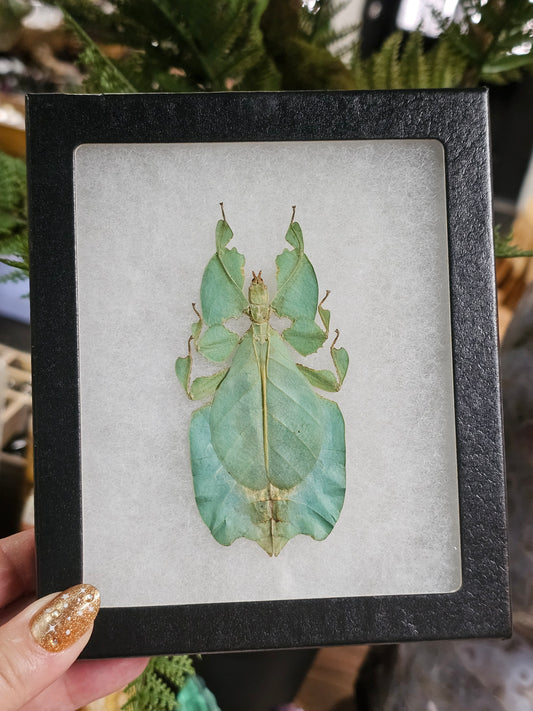 Framed Leaf Mimic