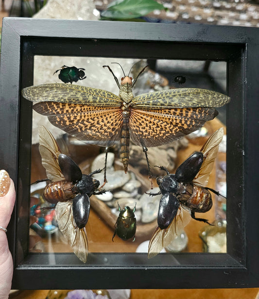 Framed Insect Variety