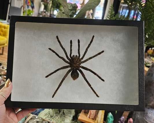 Framed Brazillian Rusty Birdeater