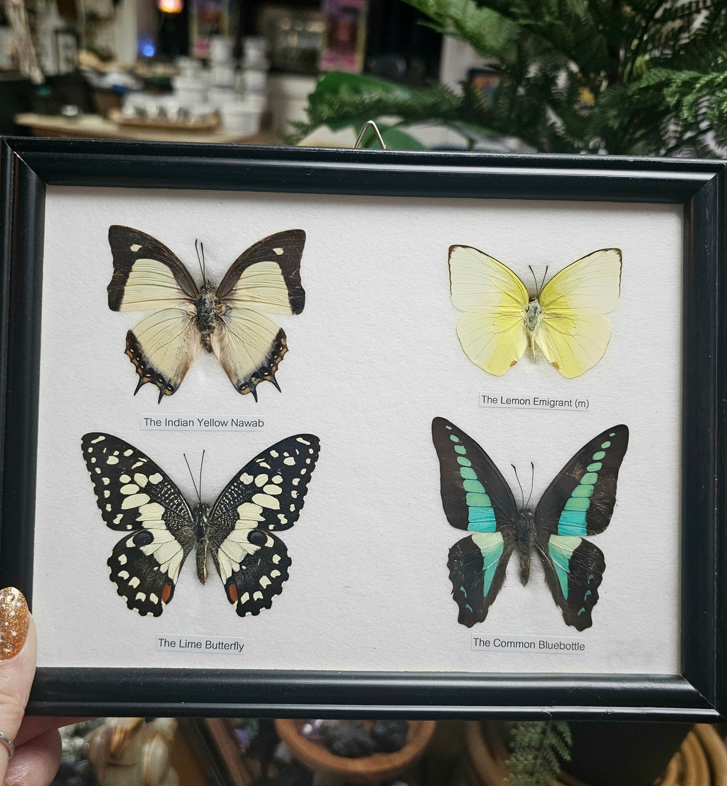 Framed Butterfly Variety