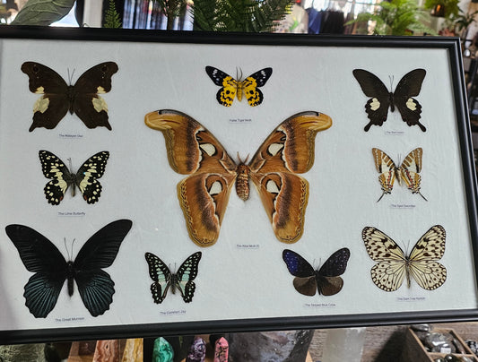 Framed Butterfly Variety with Atlas Moth