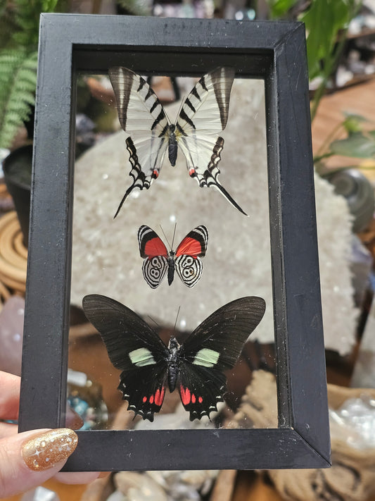 Framed Butterfly Variety